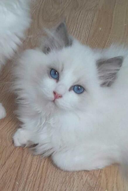 Kocieta Ragdoll - Rodowód FIFe/Felis Polonia