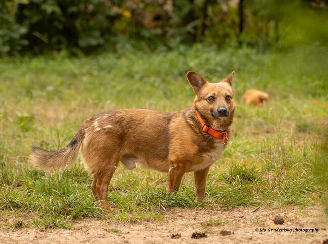 Ed mały, pocieszny psiak vel corgi do adopcji, 5lat, 12kg