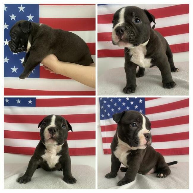 American Bully Pocket Extreme szczeniaki ABKC GrChampionach