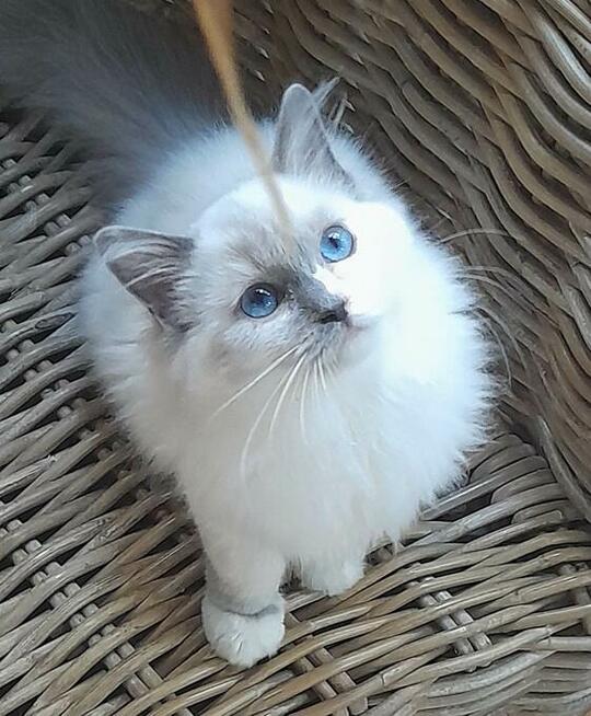 Kocieta Ragdoll - Rodowód FIFe/Felis Polonia