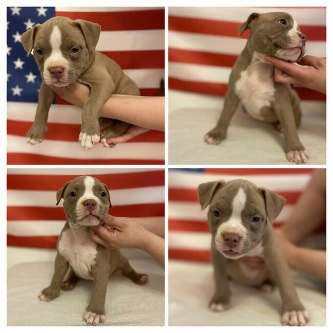 American Bully Pocket Extreme szczeniaki ABKC GrChampionach
