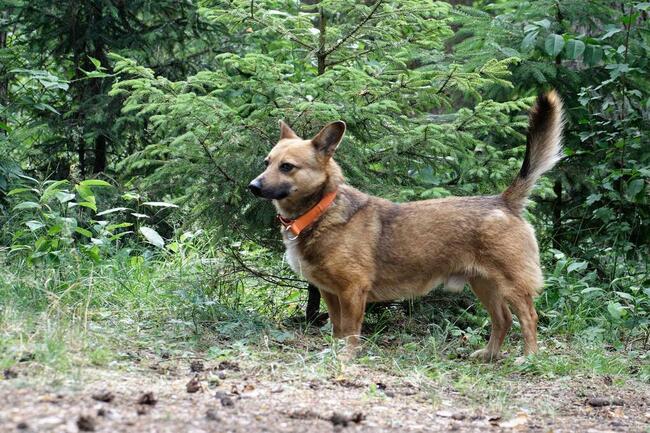 Ed vel corgi, mały, uroczy psiak szuka domu, 5lat, 12kg
