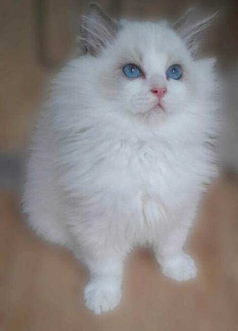 Kocieta Ragdoll - Rodowód FIFe/Felis Polonia