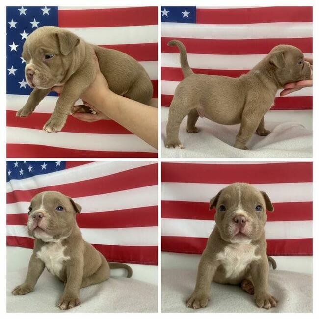 American Bully Pocket Extreme szczeniaki ABKC GrChampionach