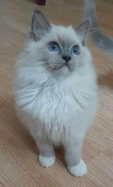 Kocieta Ragdoll - Rodowód FIFe/Felis Polonia