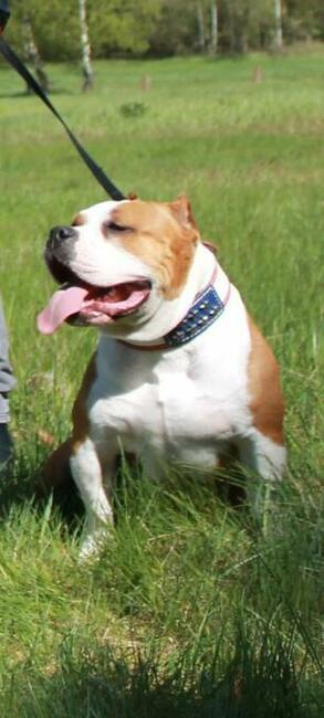 American Bully Pocket Extreme szczeniaki ABKC GrChampionach