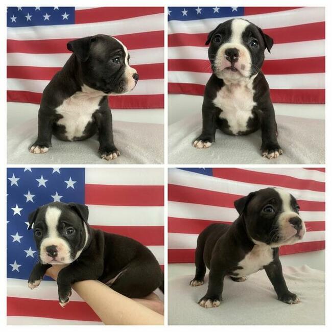 American Bully Pocket Extreme szczeniaki ABKC GrChampionach