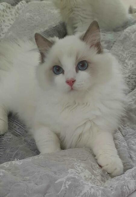 Kocieta Ragdoll - Rodowód FIFe/Felis Polonia