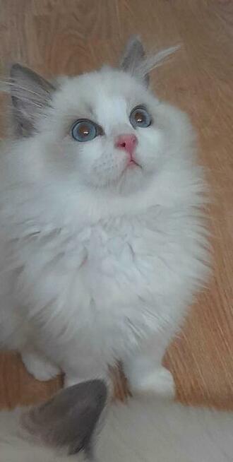Kocieta Ragdoll - Rodowód FIFe/Felis Polonia