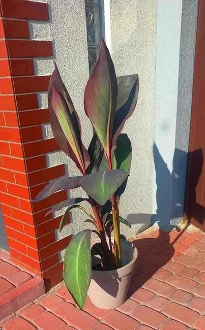 Kanna ponad 100 cm wieloletnia bylina, kilka kłączy