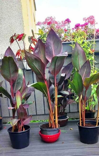 Kanna ponad 100 cm wieloletnia bylina, kilka kłączy