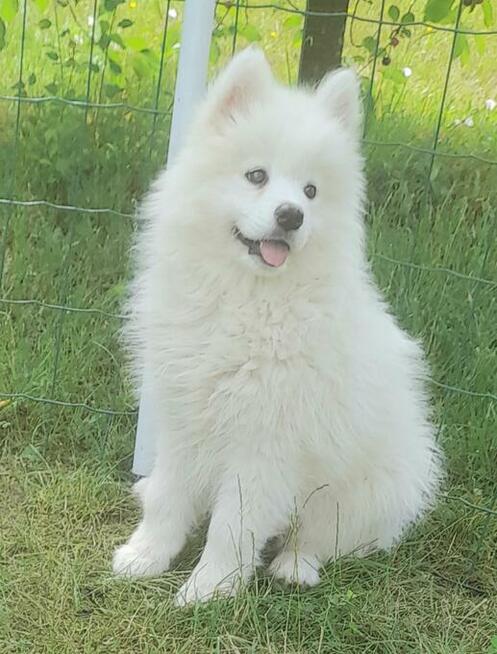 Sprzedam pieski Samoyedy