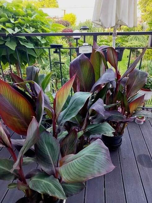 Kanna ponad 100 cm wieloletnia bylina, kilka kłączy