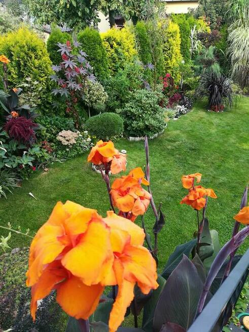 Kanna ponad 100 cm wieloletnia bylina, kilka kłączy