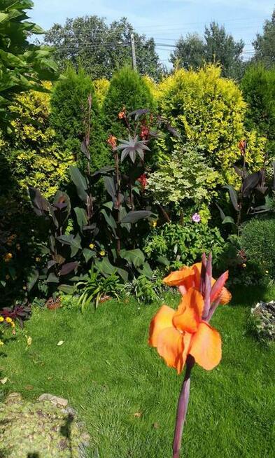 Kanna ponad 100 cm wieloletnia bylina, kilka kłączy