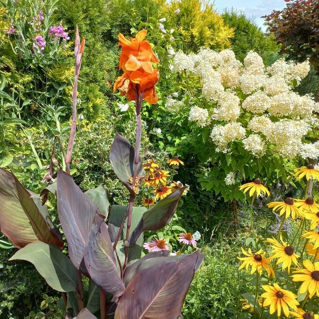Kanna ponad 100 cm wieloletnia bylina, kilka kłączy