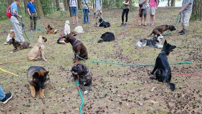 Szkolenie psów Kielce