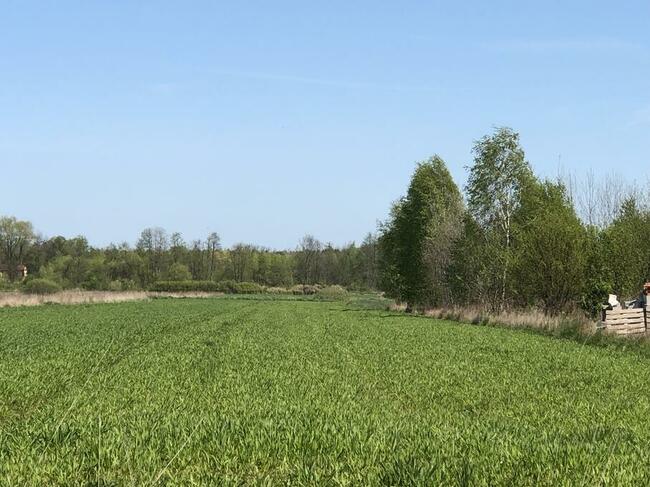 Działka 1,3 ha Zabraniec Okuniew Wołomin
