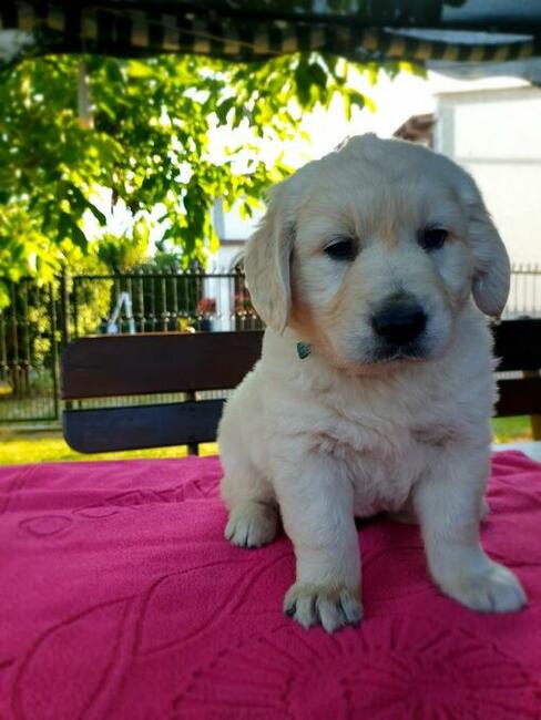 Szczeniak Golden Retriever - Piesek