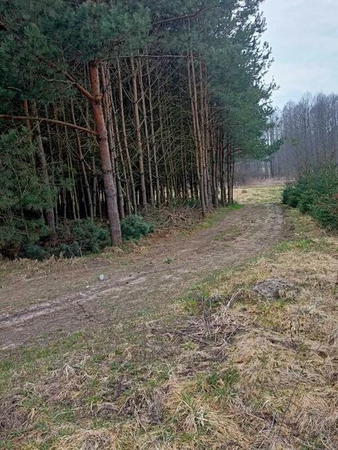 Zalesiona działka