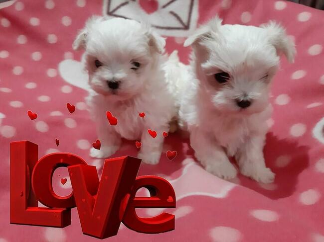 malutkie koreańskie szczenięta maltańczyki FCI/ZKwP, hodowla