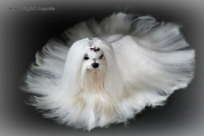 malutkie koreańskie szczenięta maltańczyki FCI/ZKwP, hodowla