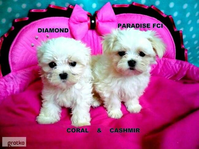 malutkie koreańskie szczenięta maltańczyki FCI/ZKwP, hodowla