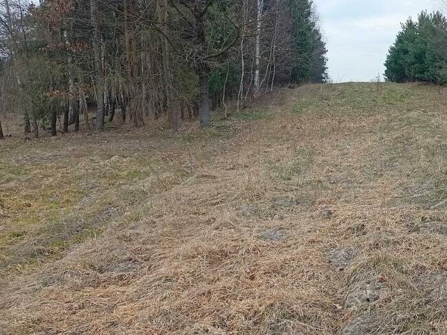 Zalesiona działka