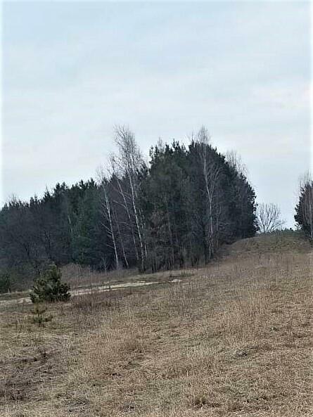 Zalesiona działka