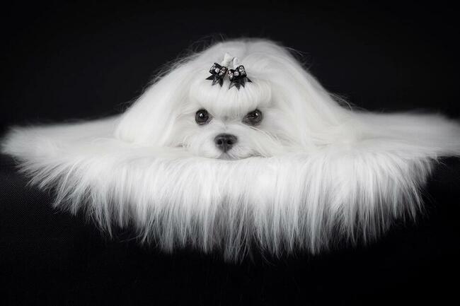 malutkie koreańskie szczenięta maltańczyki FCI/ZKwP, hodowla