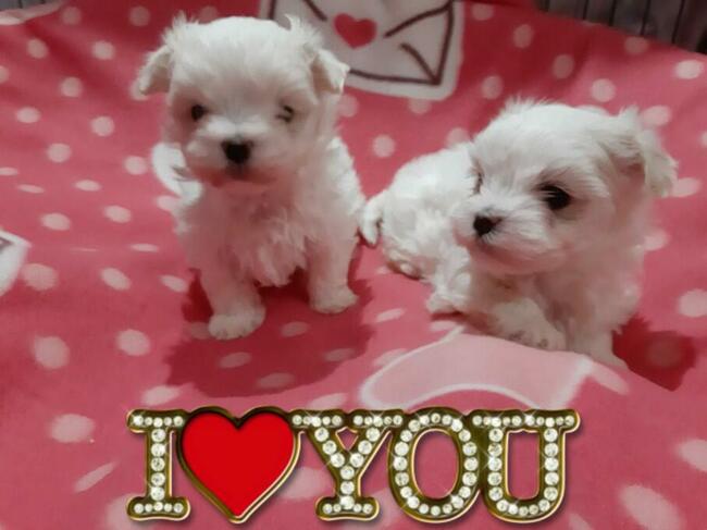 malutkie koreańskie szczenięta maltańczyki FCI/ZKwP, hodowla