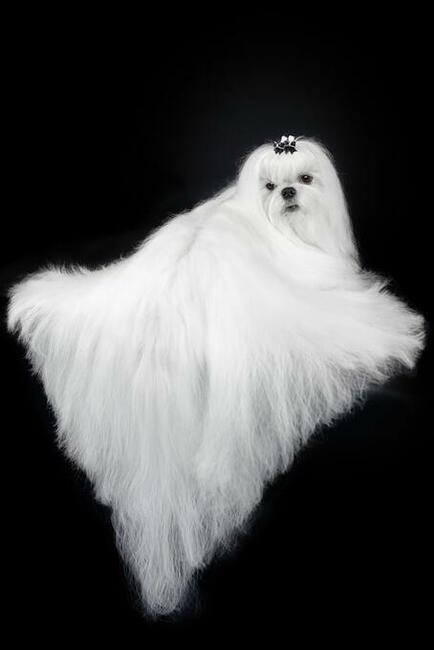 malutkie koreańskie szczenięta maltańczyki FCI/ZKwP, hodowla