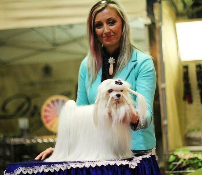 malutkie koreańskie szczenięta maltańczyki FCI/ZKwP, hodowla