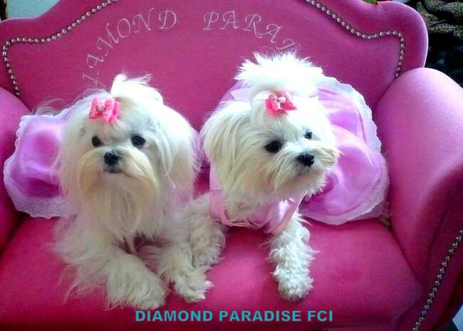 malutkie koreańskie szczenięta maltańczyki FCI/ZKwP, hodowla