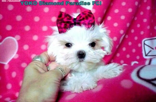 malutkie koreańskie szczenięta maltańczyki FCI/ZKwP, hodowla