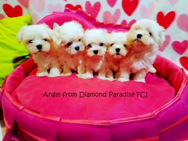 malutkie koreańskie szczenięta maltańczyki FCI/ZKwP, hodowla