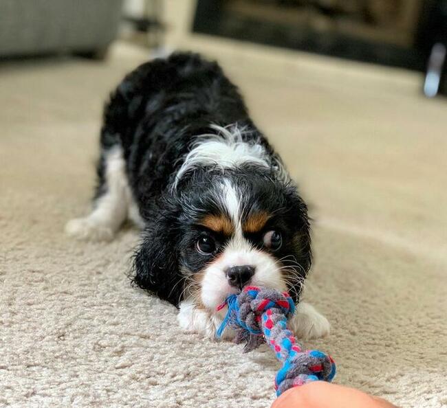 Dziewczynka i chłopiec szczenięta Cavalier King Charles!!