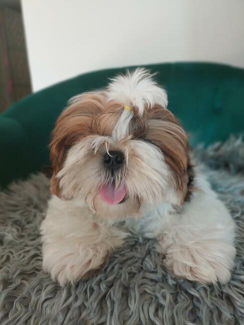 Shih Tzu FCI Zkwp piękny chłopczyk Dasti gotowy na zmianę