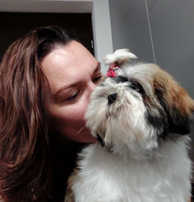 Shih Tzu FCI Zkwp piękny chłopczyk Dasti gotowy na zmianę