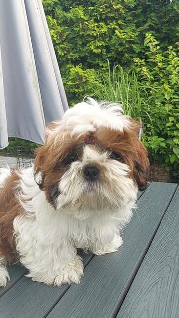 Shih Tzu FCI Zkwp piękny chłopczyk Dasti gotowy na zmianę
