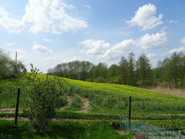 Bez czynszowe Mieszkanie po remoncie w miejscowości Trepki.