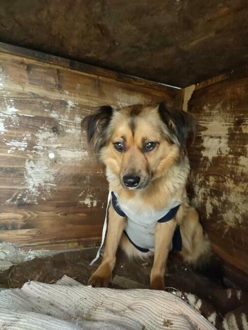 KULKA cudowna sunia szuka PILNIE kochającego domu