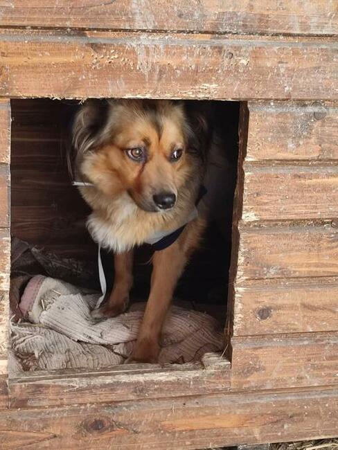 KULKA cudowna sunia szuka PILNIE kochającego domu