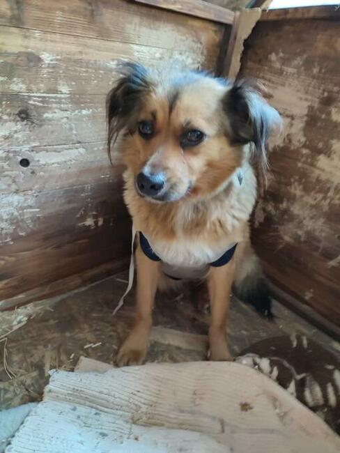 Piękna łagodna sunia szuka PILNIE kochającego domu