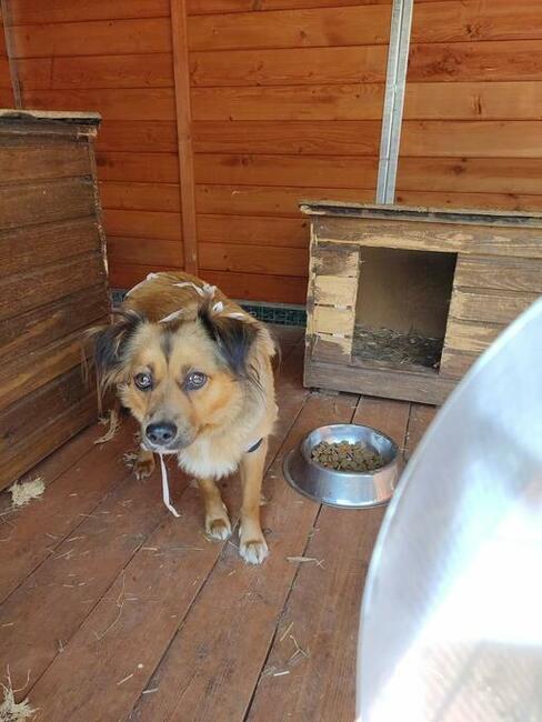 Piękna łagodna sunia szuka PILNIE kochającego domu