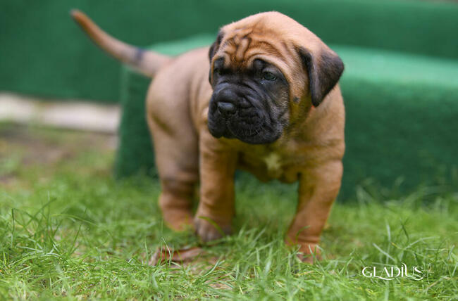 cane corso italiano FCI / ZKwP - suczka Rebelia