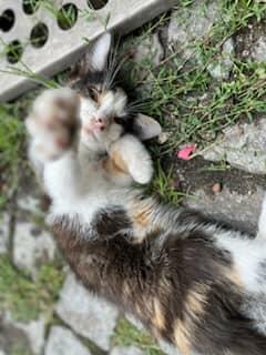 Błagam bardzo proszę o DS/DT dla ślicznej trikotki Fundacja