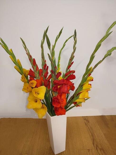 Mieczyk (Gladiolus) kwiat cięty