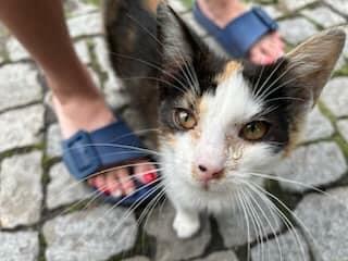 Błagam bardzo proszę o DS/DT dla ślicznej trikotki Fundacja