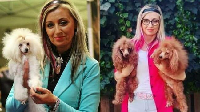 pudel toy red z rodowodem FCI/ZKwP